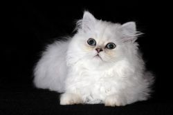 GCCF Registered Chinchilla Persian Kittens
