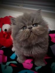Male CFA-Reg Persian Kitten for Sale