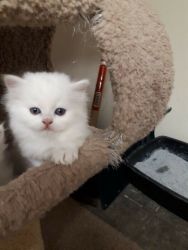 Adorable, fluffy Persian kittens