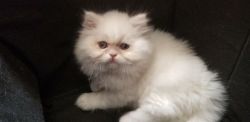 Persian-Himalayan Kitten