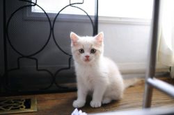 Nice Persian Kitten needs a loving home