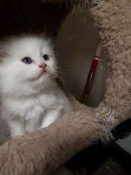 Affectionate Persian Kittens All Set