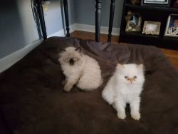 3 Himalayan Persian Kittens ready to go.