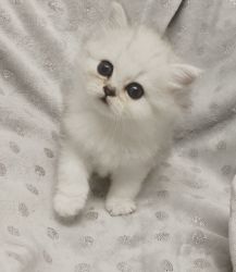 Adorable Persian Chinchilla Kittens