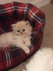 Gorgeous Pedigree Persian Kitten Cream Boy
