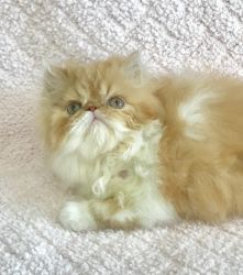Extreme faced Persian kittens