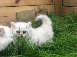 white Chinchilla Persian kittens