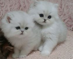 lovely persian kittens