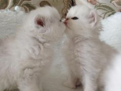 Stunning gccf registered persian kittens for sale