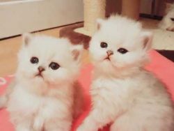 Beautiful Blue Eyed Persians kittens #xxxxxxxxxx