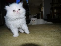 Beneficial Persian Kittens for sale