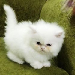 TICA Persian kittens available and ready . Text/call xxx-xxx-xxxx