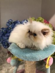 SWEET babyFA reg,Royal Persian kittens