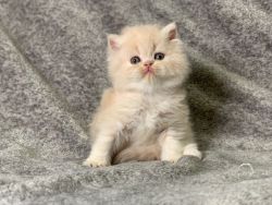 Beautiful Silver Persian male, show quality.