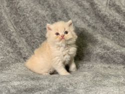 3 Left Vaccinated Fluffy Persian Kittens