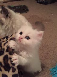Adorable family-raised Doll-Face Persians kittens