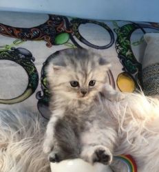 Male Silver Persian Kitten -