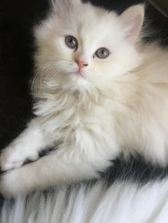 beautiful persian kitten available
