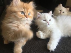 microchipped health guarantee persian kittens
