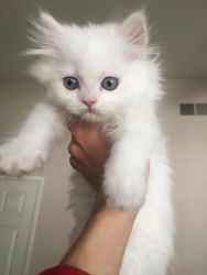 Beautiful pedigree Chinchilla Persian kittens