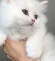 teacup doll-faced Persian available