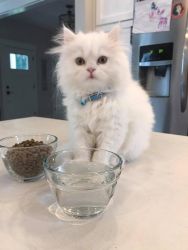 Silver and lynx blue point females persian kittens ready