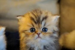 Persian Kitens for Sale