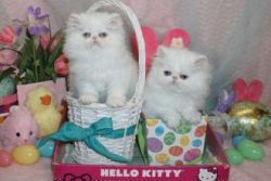 Top Quality Persian Kittens