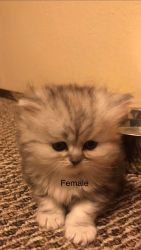 Persian & Chinchilla kittens for sale
