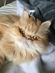 Red Persian for sale