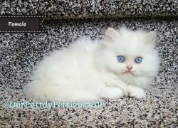 Adorable Female WHITE Traditional Doll Face Persian blue-eyed kitten