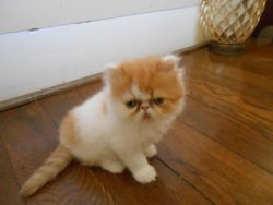 Persian kittens for sale in SC