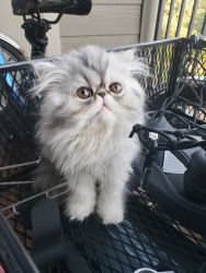 Purebred Persian female Kitten