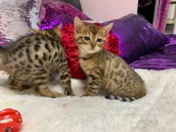Quality Bengal Babies Ready Now Fully Vaccinated