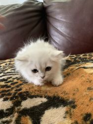 Hinchilla Silver Persian kittens