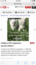 CFA registered dollface Persian kittens