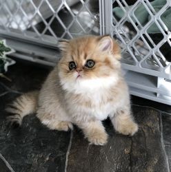 Registered Golden Chinchilla Persian Kitten