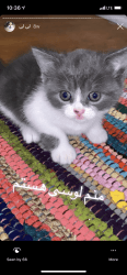Half Persian kitties for sale