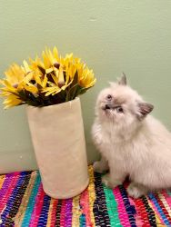 White Female Persian Kitten