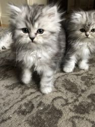 Persian kittens available!