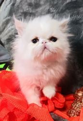 CFA-Reg Persian Kitten For Sale, Female