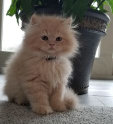 Persian kitten cream male