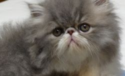 Persian Kittens (Exotic Longhair)