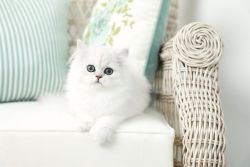 Persian Kittenss for sale