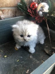 Christmas Persian Kittens Available
