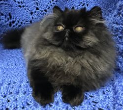 CFA Registered Persian Kitten