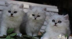Beautiful cfa chincilla Persian kittens