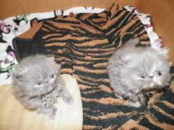 Pure Breed Persian Kittens CFA Registered