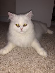 Persian Male Cat 7 months old