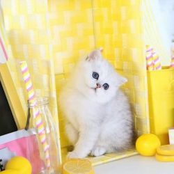 Persian Kittens for sale, white Persian kittens for sale